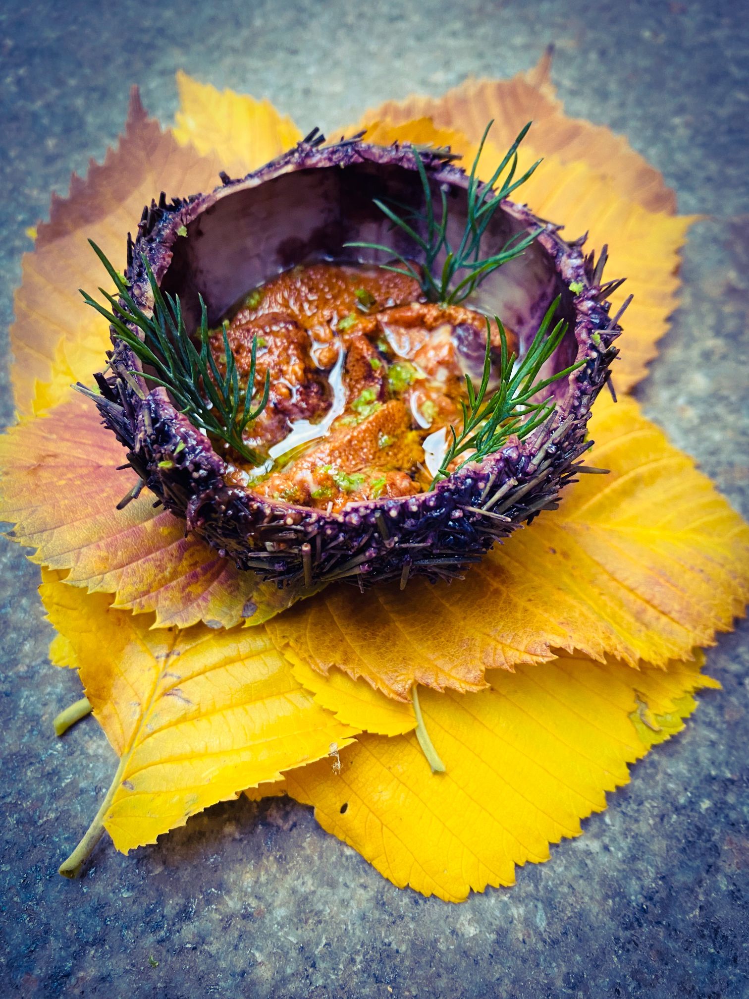 Sea urchin food